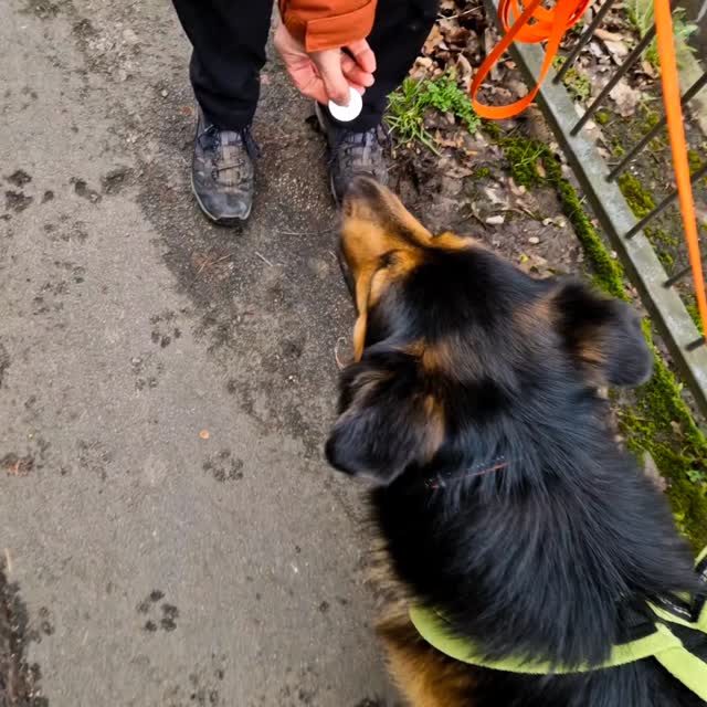 There was never a chance of our amazing teams giving up today, despite all the challenges thrown at them!
Team Mani explored #alderleyedge Village, taking in major road crossings and rail too! They tracked their two runners around alleys and although Mani wanted his reward from the first runner, he worked on beautifully to find the one that actually had his reward. Great job Team Mani 👏 👍 🙌
Team Raven haven't been able to trail for a while and it was just lovely seeing Raven get her trail cogs dusted off again. Initially showing behaviours we don't usually see with her, Raven then got her nose on the job and covered some distance taking in multiple terrain to find her runner with her usual excitement. Welcome back and fabulous trailing today Team Raven 😀 👏 👏 👏
It was getting busy around school time for Team Gary. Gary kept us guessing with his work by doing a side hustle keeping an eye on the squirrels, but we were never in doubt that he was doing his main job too. Very busy main road challenges and lots to work through but Team Gary smashed it before finding their lost dog and working through overlaid scent from an earlier trail. Great trailing Team Gary 👏 👍 👌
It was a real delight to introduce the simply stunning puppy Tilly. Tilly wanted to work things out and proved she has a great nose to do it with. Good, ground-scenting and detail right from the start brought Tilly her success, her main challenges being to keep an adoring public away from stroking her while she worked! A very promising start from Team Tilly, well done 👏 ✔️ 👍
Hopefully all teams are pretty tired. It was a lovely afternoon #mantrailing.
Trailing is highly inclusive and dogs are managed on-lead at all times. It's tiring for our dogs and a great way to build a bond. Why not try something new with your dog this spring?
Check availability of sessions at www.dogtrailing.co.uk/book