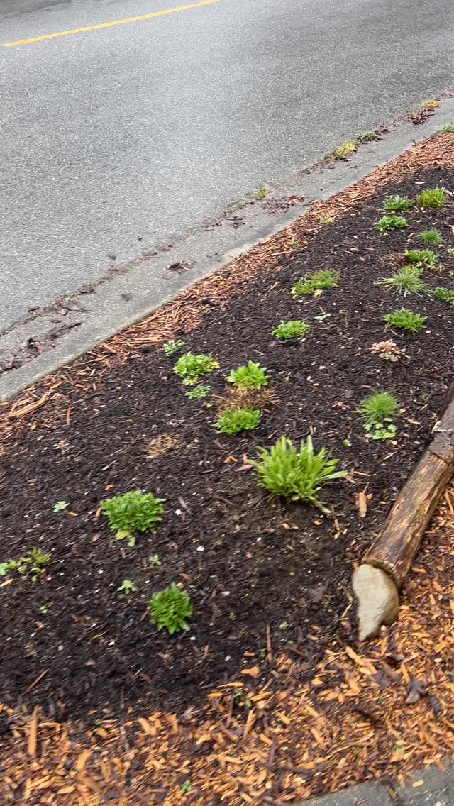 Boulevard garden Spring Check-in. 🌱