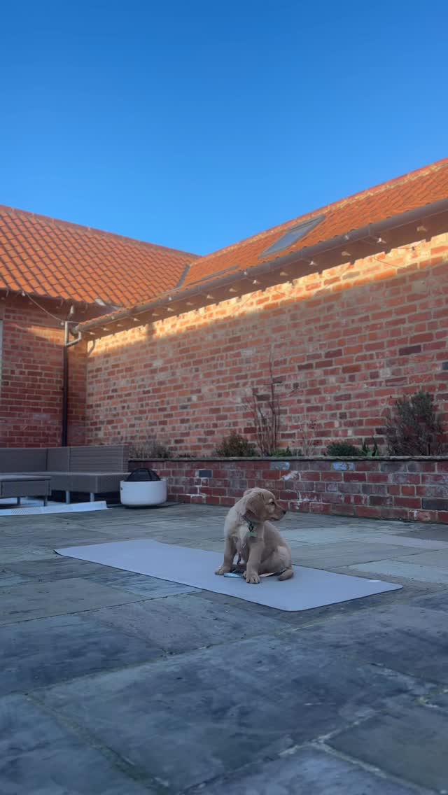 home practice looking a little different now! 🐾✨
managed to get my first outdoor practice of the year in this weekend (albeit a little distracted)! 🍃🌸💛
lets pray the sun stays with us in march 🫶🏼
if you’d like to practice with me this week (minus puppy unfortunately!) link is in bio for all classes ◡̈
xx