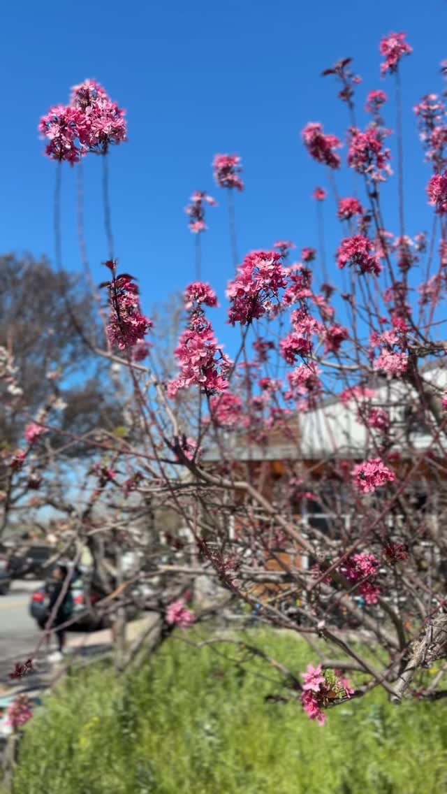 It’s spring season at The Granary! 🌸 Come stroll through our blooming gardens and immerse yourself into our crab apple trees.
Check out our businesses and restaurants, and discover your new favorite café or restaurant. ☕️
- @mhcoc @visitmorganhillca @destination_downtown_mh @buy_local_morgan_hill