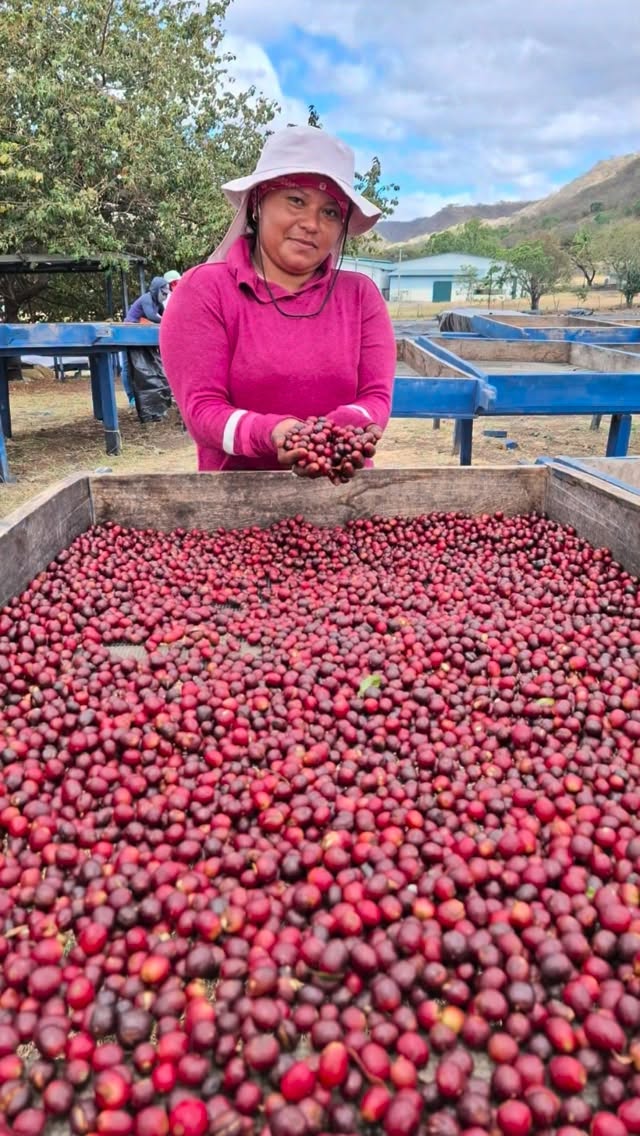 It’s #internationalwomensday2026 . Did you know most of your coffee is sorted by women, picked by women, and in our case supervised by women—in addition to untold hours of family work and other efforts?
#carbonicmacerationcoffee #cofermentcoffee #microlotcoffee #naturalprocess #honeyprocess #thirdwavecoffee #anaerobiccoffee #pacamara #directtrade #directtradecoffee #woc #sustainablecoffee #biodynamiccoffee #coffeeroaster #coffeesorting #coffeeroasting #coffeefarm #sampleroasting #goldmtncoffee #coffeefermentation #nicaraguancoffee #worldofcoffee #nofilter #maracaturra #geishacoffee #maragogype