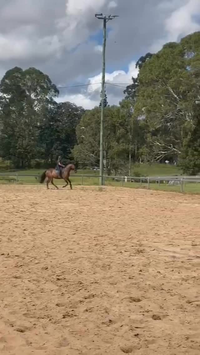 Cushavon Gerry sired by the wonderful American thoroughbred eventing stallion Sea Lion from 3 star eventing mare Cushavon Precision Flight ( Conqueror King) getting back in to work now I have some time to spend with him☘️