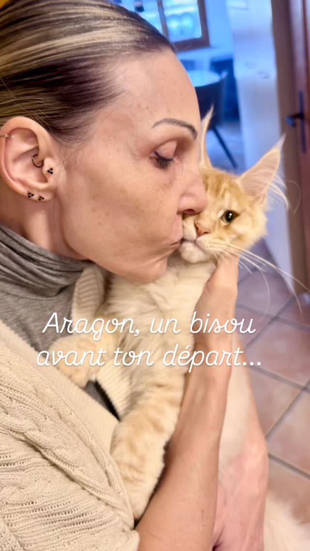 Tu es entouré d'Amour dans ta nouvelle famille, belle VIE à toi Aragon 🤍
Avec passion 🌸
Carine Zimmermann
Éleveuse de Maine Coons
Affiliée au Cat Club Romand
Domaine de l’eau vive
1724 Bonnefontaine
+41 79 281 93 88
www.lescoons.ch
#mainecoon #kitten #mainecoonlife #chatheureux #mainecoonchaton