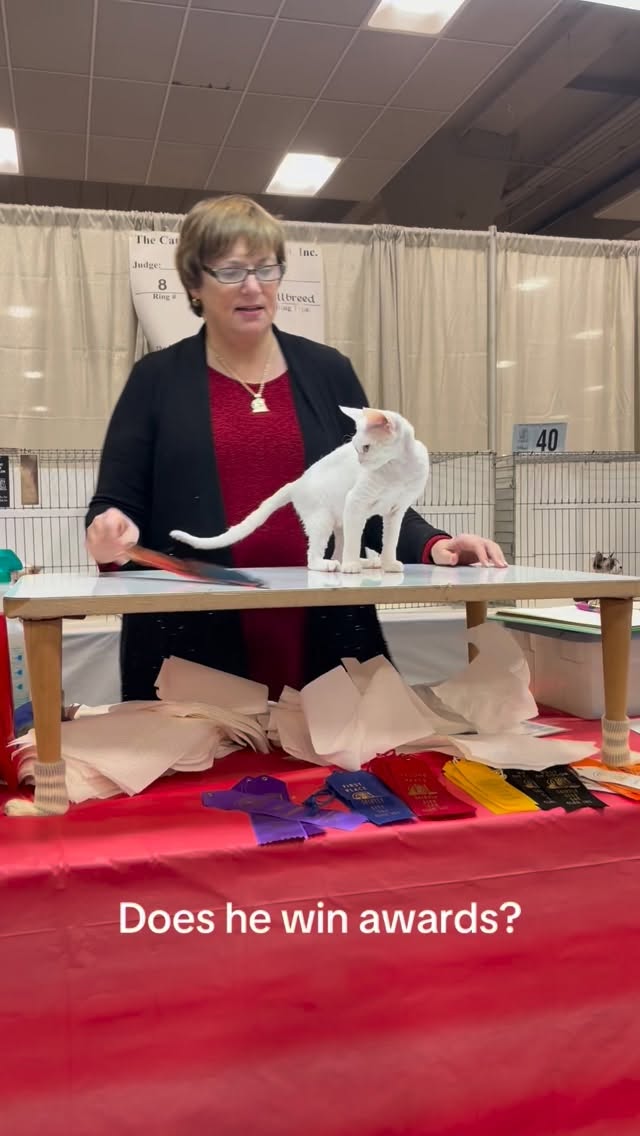 Devon Rex owners know exactly what we mean.
Follow to learn why this breed steals hearts everywhere 🐾 And why they are the number one most popular shorthaired breed in CFA!
#devonrex #devonrexcats #catlovers #heydaddy #catbreeder