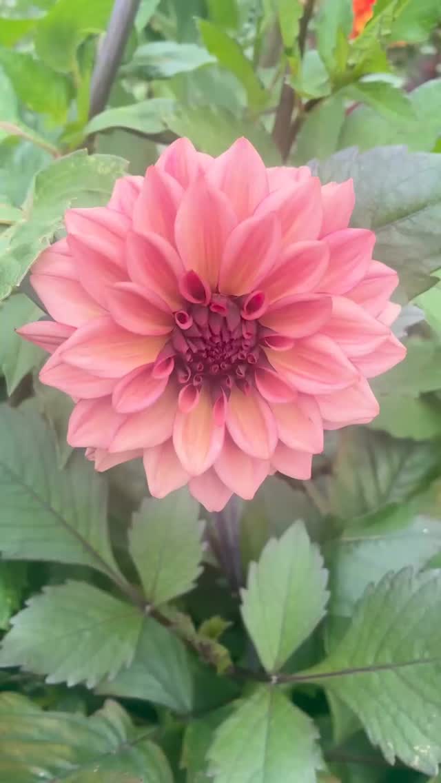 👩🏽🌾 It’s Dahlia time 🤎
Potting up dahlias now gives them a head start before planting them out later in spring.
I like to start mine in pots somewhere bright and frost-free so they can begin sprouting while the garden is still a bit too cold.
It’s such a simple step but it means stronger plants and earlier flowers in summer.
Are you growing dahlias this year?
#thegranarygarden #growingdahlias #growyourownflowers #cutflowergarden #gardeninspiration