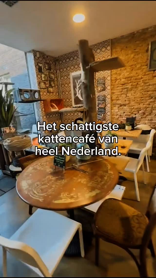 Het schattigste plekje van Alkmaar? Dat vind je bij ons. Kom langs voor katten, koffie en heel veel cozy vibes.
#kattencafe #alkmaar #kattenliefde #cats #fypnl