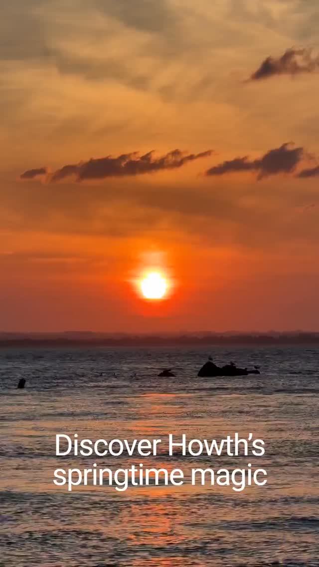 Wildlife, seabirds and springtime magic in Howth. Join our guided tours through this UNESCO Biosphere Reserve. #howthadventures #dublin