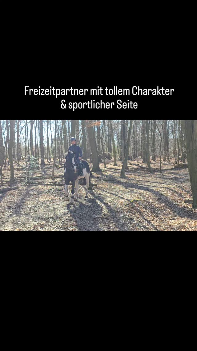 Bildschöner Scheckwallach in Bewegung 🐎
Nervenstark, angenehm zu reiten und mit Spaß am Sprung.
📍 Raum Braunschweig
📩 Bei Interesse PN
#freizeitpferd
#verkaufspferd
#pferdeverkauf
#schecke
#freizeitpartner