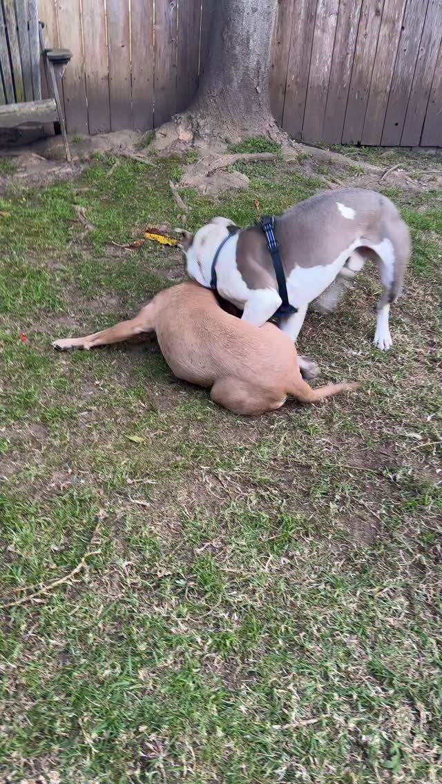 Gracie be like Sequan running through the Giant’s O line.
#dog #dogsplaying #dogmom #dogdad