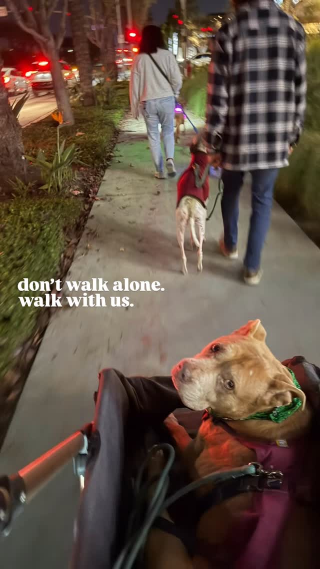 Tonight! Come walk with us! LBX • 6:30 pm • corner of Worsham & McGowan. Make friends, pick up your dinner, shop TJ Maxx after (behaved dogs welcome). Join us!
Our walks respect you and your dog’s need for space, help dogs learn to be calm around others and create an opportunity for us to meet and support each other. Walks among others can satisfy our dog’s need to belong and often lead to a long nap afterwards. And if you need help with any behavior challenges, we can offer suggestions to help you overcome or manage them. Please reach out!
Some of our dogs are scared. Some are shy. Some are reactive. Some are friendly, but learning how to be calm around others. We maintain these rules on our walks: a minimum of ten feet from others (unless dogs are together), one dog per handler, a six-foot or shorter leash (no retractables, please) and NO dog intros. It is everyone’s responsibility to keep their dogs safe and safely under control. If you can follow our rules, you are welcome to join us. Please feel free to use a muzzle if your dog would benefit from it. If you’re not sure if your dog would do well at a pack walk, please message us for more information.
#packwalk #longbeachdog