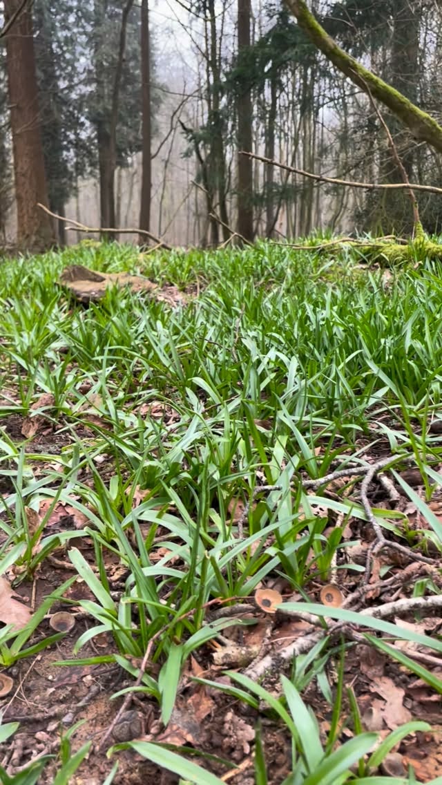 The bluebells are on their way. 🫶🏼💗💪
When I go out walking each morning it’s been so heart-warming to see the forest floor come to life (there were even some early bloomers this morning!)
It’s like a green carpet slowly preparing for that magical moment when it all turns violet-blue. I love it!
I have heart-warming memories of watching them arrive year after year. There’s something so quietly hopeful and joyful about them, like the woods are letting us in on some secret fairy magic.
If you feel the magic too, come and join our
Bluebell Forest Bathing: Nature Connection Retreat
Saturday 25th April, 10am-1pm
@whiteleafyurt in the woodlands of @oxmoorfarm
Among ancient trees and unfurling bluebells, we slow right down together. Forest bathing, gentle nature rituals, deep listening, and reconnecting with the living land as spring quietly rises all around you. A beautiful space to nurture new beginnings.
.
Share with a bluebell lover.💜💙
Checkout link in bio for more information and to book.
#thechilterns #forestbathing #bluebells #buckinghamshire
