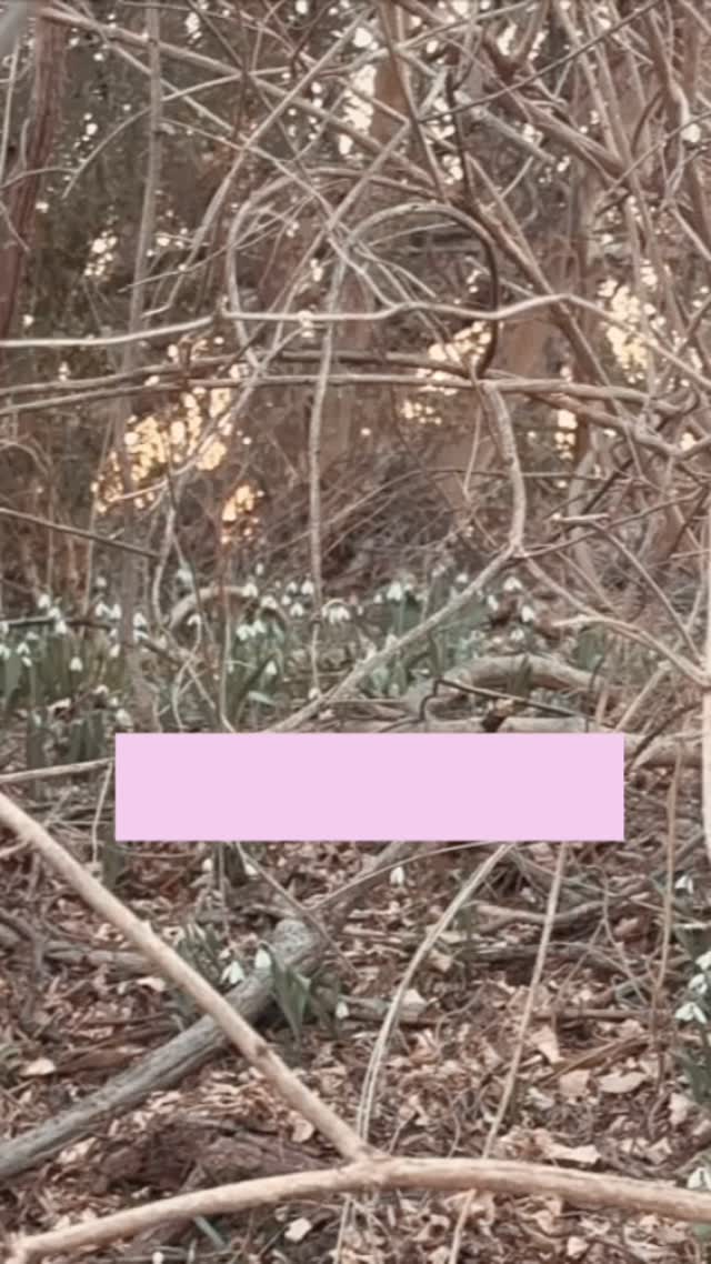 Spring is around the corner which means so is our new product launch featuring a collection of divine new scents and products to bring the essence of spring into your space. Get a sneak peek later this week to see what is coming to you on March 20th. #handmadegoods #gardenofdelights🌿 #springtime🌸 #naturesciencebeautytradition