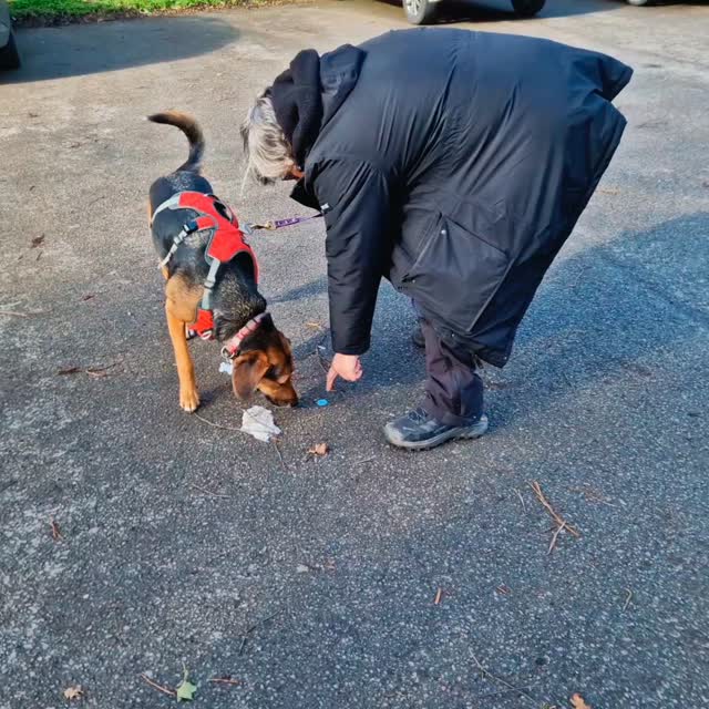 Great #mantrailing today in #wilmslow on the Common.
First up was Team Olive. It's always lovely to welcome @houndshaven_glossop and today we trailed all the family dogs. With a big doggy family, Olive makes these sessions her quality 'sniffing' time and made good decisions and, for a notorious air-scenter, ensured the strong winds didn't put her off. Lovely trailing Team Olive 🫒 👏 👏 👏
Team Merlin have been working on calmer starts as Merlin can be excitable. He headed off on his twists and turns in a lovely nose-down spaniel kinda way! We learnt good lessons about off-scent behaviour as we're increasing the challenge and people and dogs were all found confidently. Well done Team Merlin 👏 👍 🙌
Team Fig were practicing for an upcoming assessment. No luck needed for this team as they are so confident together. Though Fig is still a pup she shows lovely maturity and solved their human and pet trails calmly and methodically. Go ace that assessment Team Fig, well done 👏 ✔️ 👍
Team Hurley were on fire today! Straight out the starting blocks as though we had a real lost person, Hurley enthusiasticly and accurately sought them out. We had increased challenges and clearly need to turn them up another notch! Great work Team Hurley 👏 👍 👌
Finally, Team Ralph had two short trails so that we could focus on an area of development... open area starts. That didn't stop us hiding our runner in a car close to the runner's own vehicle in an area flooded with scent! Great work solving all the challenges and good practise too. Well done Team Ralph 👏 👍 🙌
Sessions are available for all levels and tire dogs out by working their brains through sniffing! Check availability at www.dogtrailing.co.uk