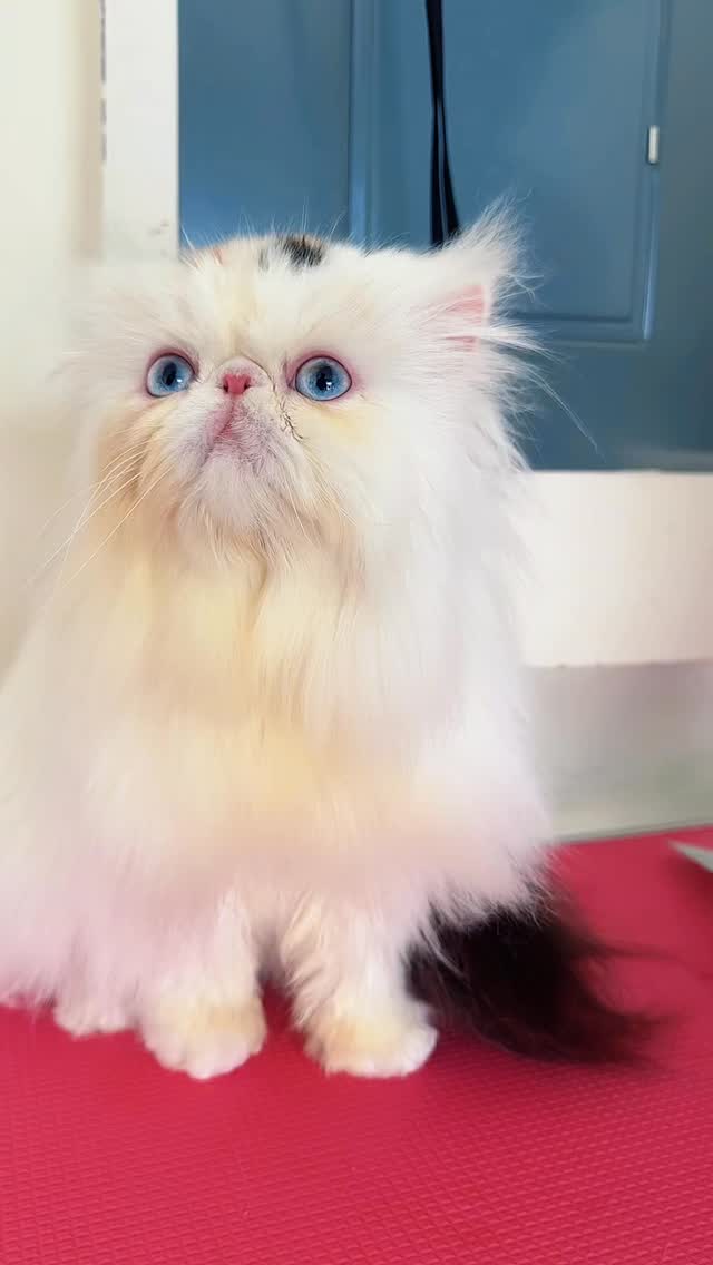 Russian Beauty - Belleza Rusa ✨
#persiancats #gatospersa #russianpersiancat #gatopersaruso #showcat