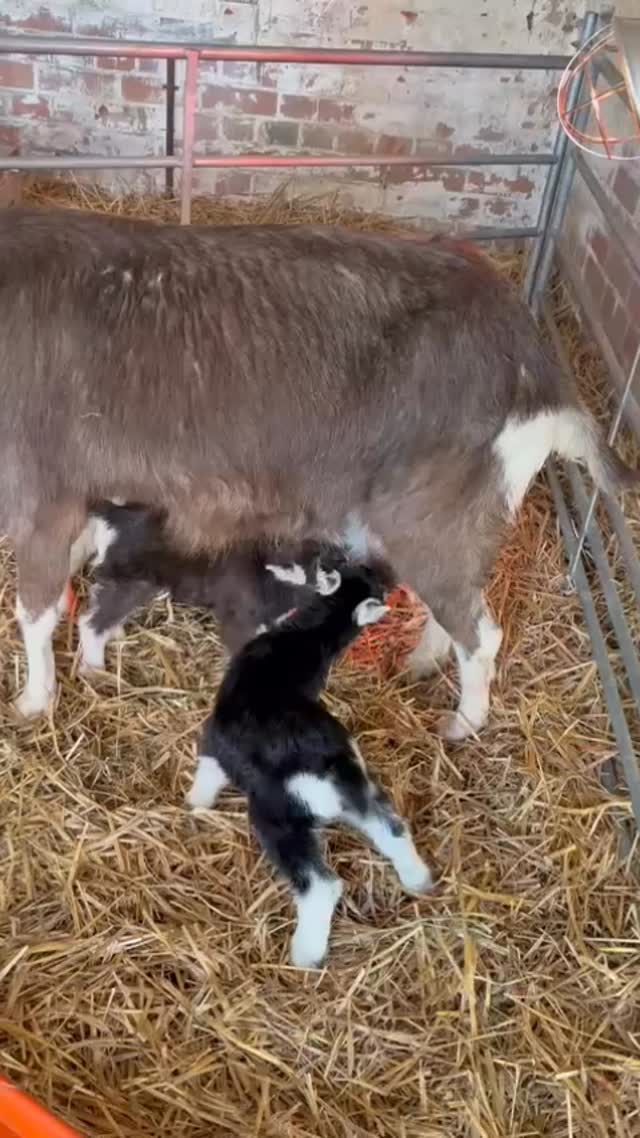 17 kleine Ziegenlämmer sind es nun schon! Und ab Mittwoch könnt ihr sie draußen auch sehen, im Moment sind sie noch im Stall. #hofandenteichen #ziegenlämmer #thueringerwaldziegen #archebetrieb #rettmer