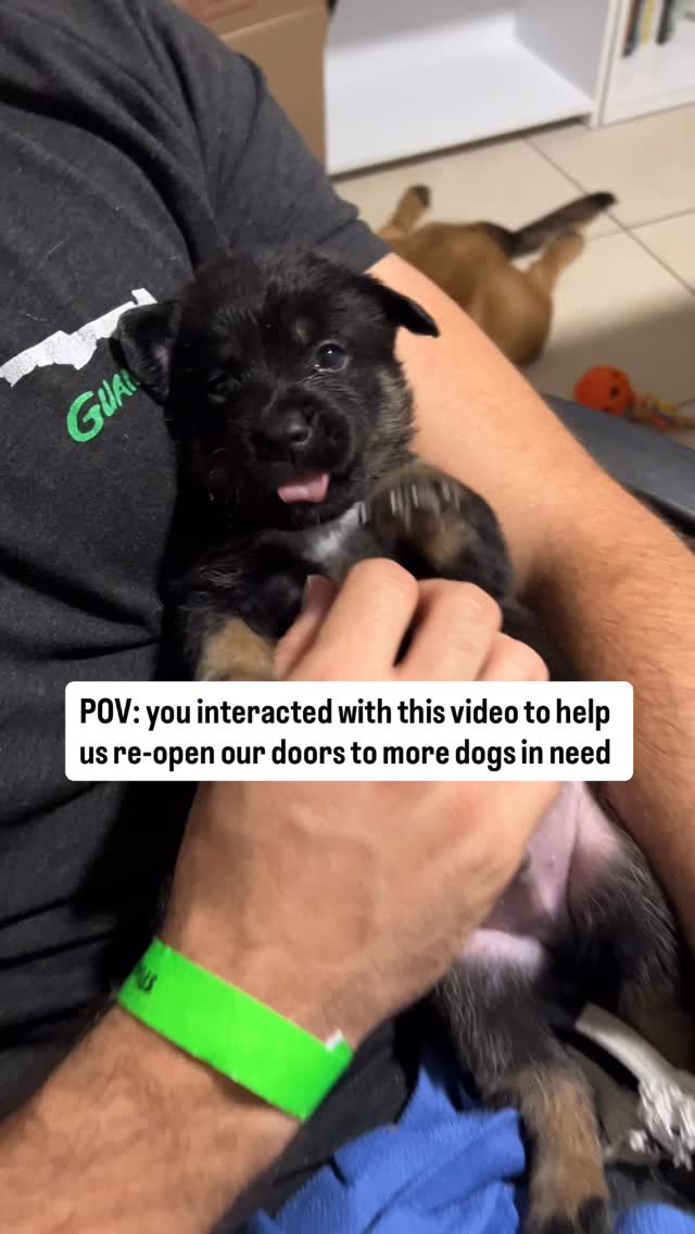 Did you know that interacting with our content helps us save dogs? Itās true! So even if you canāt donate, please watch, like, comment, and share our stuff. Anything helps!
Our intake has been temporarily closed due to slowed donations, lack of adoptions, and heavy medical cases⦠we owe over $1500 to our main vet, have a $900 dental coming up for another dog, and just took in a dog with heartworm whose treatment will cost around $700. Every like, comment, share, and dollar donated helps us give dogs a second chance at life.
Also, throwback video of Birch, one of Mapleās puppies, who has been adopted by one of our board members!
#puppiesinstagram #shepherdpuppy #adoptsavealife