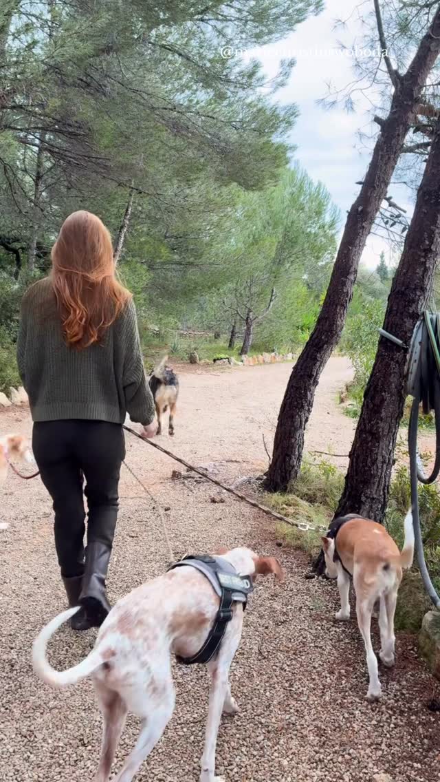 Es liegt selten an mangelnder Konsequenz.
Und noch seltener daran, dass dein Hund „dominant“ ist.
Was ich bei vielen Frauen sehe:
Sie kommen direkt aus einem Tag voller Verantwortung, voller Entscheidungen, voller unerfüllter Bedürfnisse. Und wenn wir ehrlich sind, sind das doch selten nur einzelne Phasen sondern eher Dauerzustände mit zunehmendem inneren Druck.
Ihr Körper ist im Alarmmodus. Gedanklich sind sie immer noch bei all den anstehenden To-dos oder anstregenden Meetings des Tages.
Und dann gehen sie raus zur Hunderunde…
Dein Hund liest nicht deine Absicht oder deinen netten Worte.
Er liest dein Nervensystem.
Wenn du innerlich angespannt bist, wachsam, unter Druck oder gereizt, nimmt er diese Spannung auf.
Manche Hunde reagieren mit Ziehen, manche mit Bellen, manche mit Aggression bei Begegnungen, manche werden extrem anhänglich.
Sie wollen dich nicht ärgern, aber sie reagieren auf DEINE Unsicherheit.
Das eigentliche Thema ist oft nicht Training. Es ist innere Stabilität.
Wenn du wissen möchtest, wie stark dein Nervensystem gerade belastet ist und ob dein Hund deine Anspannung spiegelt:
Kommentiere CHECK. Ich schicke dir meinen 0€ Self-Check. ✨
#Hundeverhalten #Nervensystemregulation #StressBeiFrauen #BindungStattTraining #ReaktiverHund
reaktiver Hund bei Begegnungen, Hund spiegelt Stress, Nervensystem regulieren, aggressiver Hund verstehen, innere Anspannung erkennen