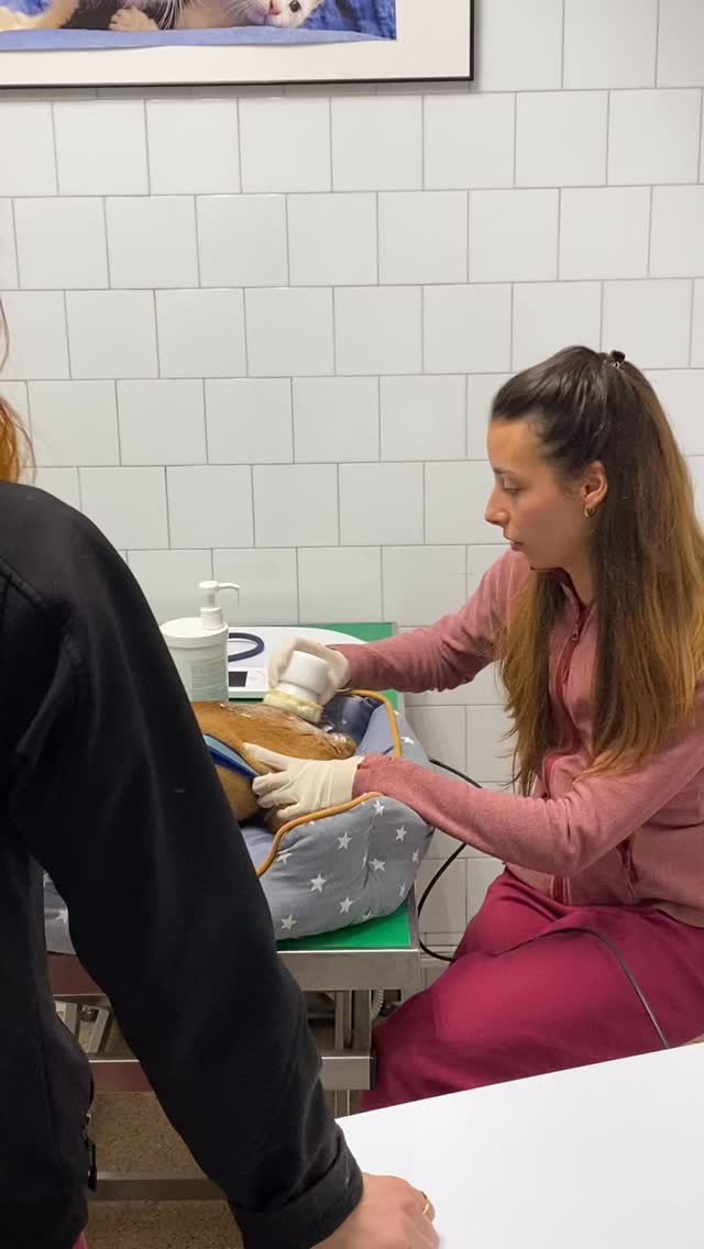 Avui us presentem en Rexy, un gos de 12 anys que va arribar a la clínica amb dificultats per moure les extremitats posteriors a causa d’una Intervertebral Disc Disease també coneguda com a hèrnia discal.
Aquesta és una patologia de la columna vertebral en què un dels discs situats entre les vèrtebres es degenera o es desplaça, provocant compressió sobre la medul·la espinal.
Alguns dels símptomes més habituals poden ser:
• ⚠️ Dolor a l’esquena o al coll
• 🐕 Debilitat a les extremitats, especialment les posteriors
• 🚶 Dificultat per caminar o inestabilitat
• 📉 Pèrdua de sensibilitat a les potes
• 🪶 Formigueig o alteracions neurològiques
• 🛑 Paràlisi parcial o total en casos més avançats
Actualment li estem realitzant tractament amb radiofreqüència (tecarteràpia), una tècnica de fisioteràpia veterinària que ens ajuda a:
• ⚡ Estimular la circulació profunda i el metabolisme dels teixits
• 🐕 Reduir el dolor i les contractures musculars
• 💧 Disminuir inflamació i edema a la zona afectada
• 💪 Millorar la funció muscular
• 🔄 Afavorir la recuperació de la mobilitat i preparar la musculatura per als exercicis de rehabilitació
Es tracta d’un tractament indolor, segur i molt ben tolerat pels pacients, que forma part d’un programa complet de rehabilitació per millorar la qualitat de vida.
En el cas d’en Rexy, la resposta al tractament està sent molt bona i, gràcies a aquesta evolució favorable, hem pogut evitar de moment una intervenció quirúrgica d’esquena. ✨
❗ És una patologia que pot arribar a ser molt greu, per això és molt important acudir al veterinari tan aviat com aparegui qualsevol d’aquests símptomes.
Gràcies a la seva família per confiar en nosaltres. 🐾