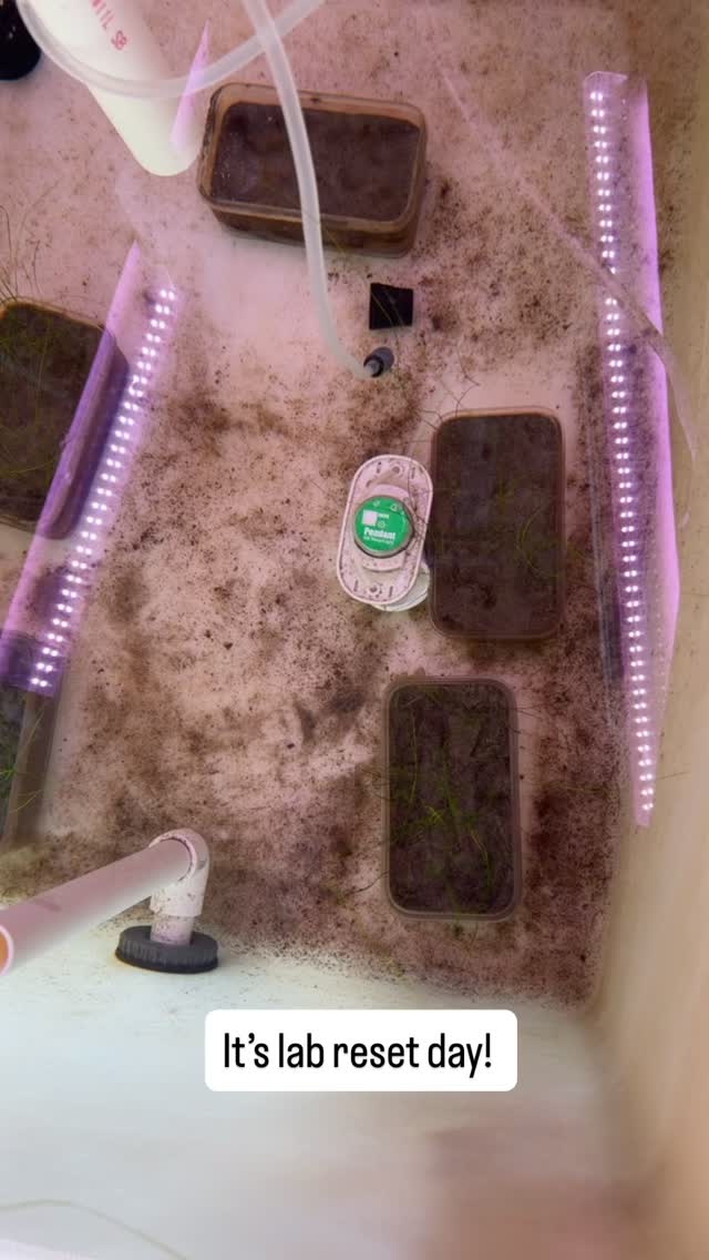 Follow along for a behind-the-scenes look at our SAV Seed & Research Facility during lab reset day.
Right now we’re running germination and early growth trials for Delaware’s most abundant brackish SAV species, Ruppia maritima.
Each trial tests different salinity conditions and elevated temperatures that mimic typical spring conditions in Delaware waters—when Ruppia begins to germinate, grow, and flower.
Our first trial produced plants reaching up to 40 cm tall, with early signs of reproductive shoots already forming.
Lots more to learn as the trials continue. 🌱🌊