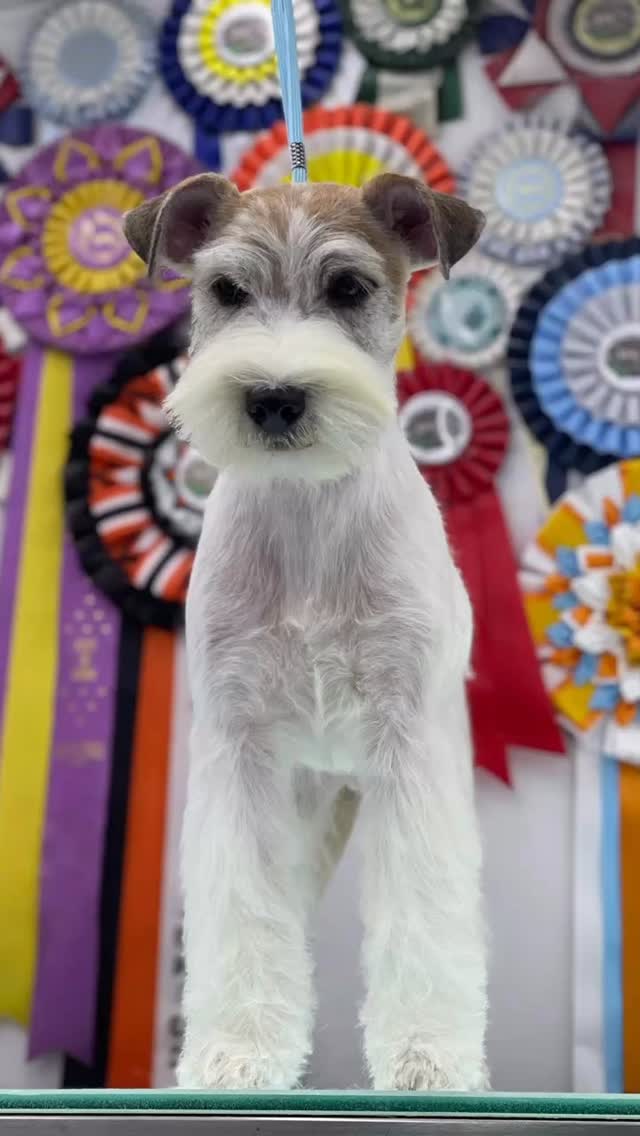 En la peluquería pasan cosas que si uno no las vive… ¡no las cree! 😂🐶👇
¿Qué es lo más loco que pensabas antes de llevar a tu mascota a una peluquería?
Algunos clientes nos han preguntado cosas como:
🐾 “¿Eso demora solo 10 minutos?”
🐾 “¿Pero si solo es bañarlo por qué cuesta eso?”
La realidad es que detrás de cada servicio hay tiempo, cuidado, paciencia y muchísimo amor por los animales para obtener resultados como el que está viendo.❤️🐾
¿Qué pensabas tú antes de conocer cómo funciona una peluquería canina?
Los leemos 👀🐶