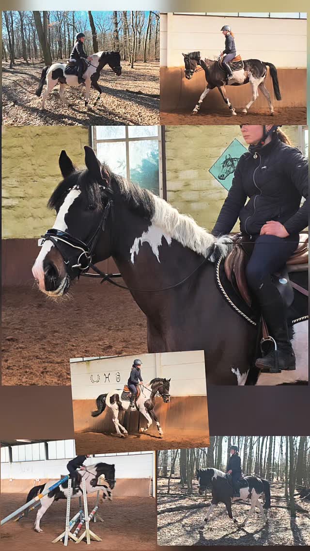 Bildschöner und auffälliger Scheckwallach mit sehr angenehmem Charakter.
Nervenstark und zuverlässig, dazu mit Spaß am Sprung.
Ein toller Partner für ambitionierte Freizeitreiter, die ein besonderes Pferd suchen und auch sportlich Spaß haben möchten.
📍Raum Braunschweig
📩 Bei Interesse gerne PN
#verkaufspferd
#scheckenpower
#freizeitpferd
#maresilange # braunschweig