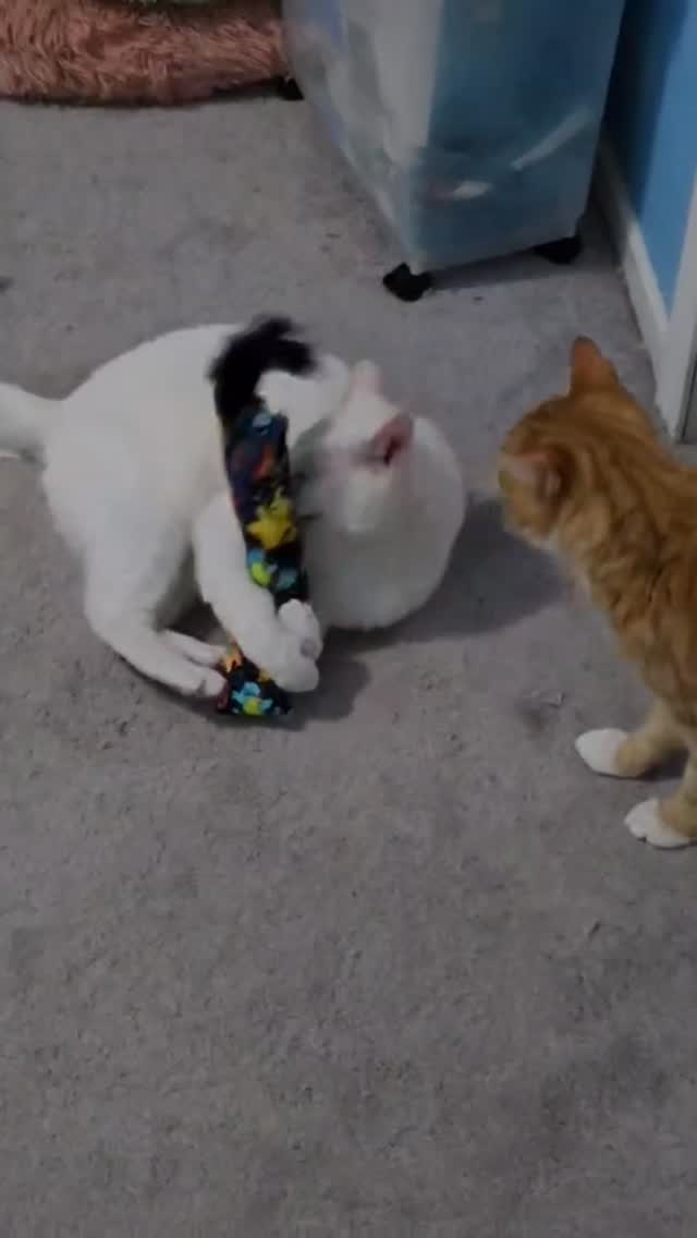 Cats love our toys! Kickers and pillows with catnip and crinkle!