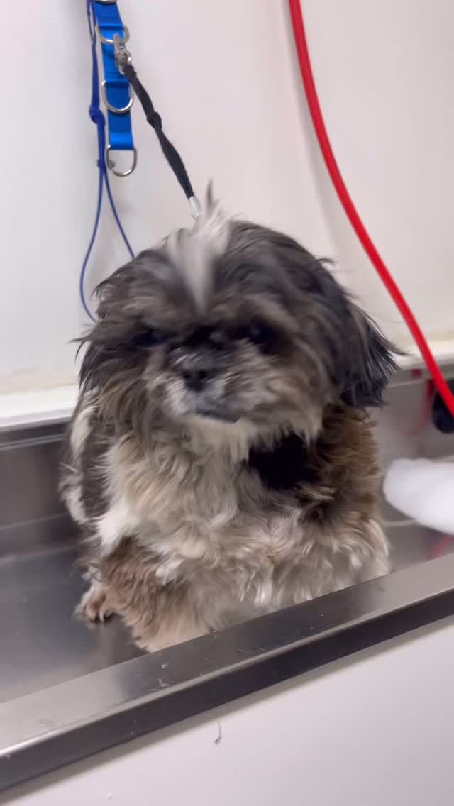 11 seconds. One fresh start. 🐾
This sweet rescue pup from Cross My Paws Animal Rescue goes from before her bath to fresh and clean—one step closer to her forever home.
Because of our amazing clients, we’re able to help local rescue dogs get healthy, comfortable, and adoption-ready. The more support we have, the more pups we can help. 💛
Thinking about adopting? Reach out to Cross My Paws Animal Rescue. #albuquerque #newmexico #adoptdontshop❤️ #nmrescue