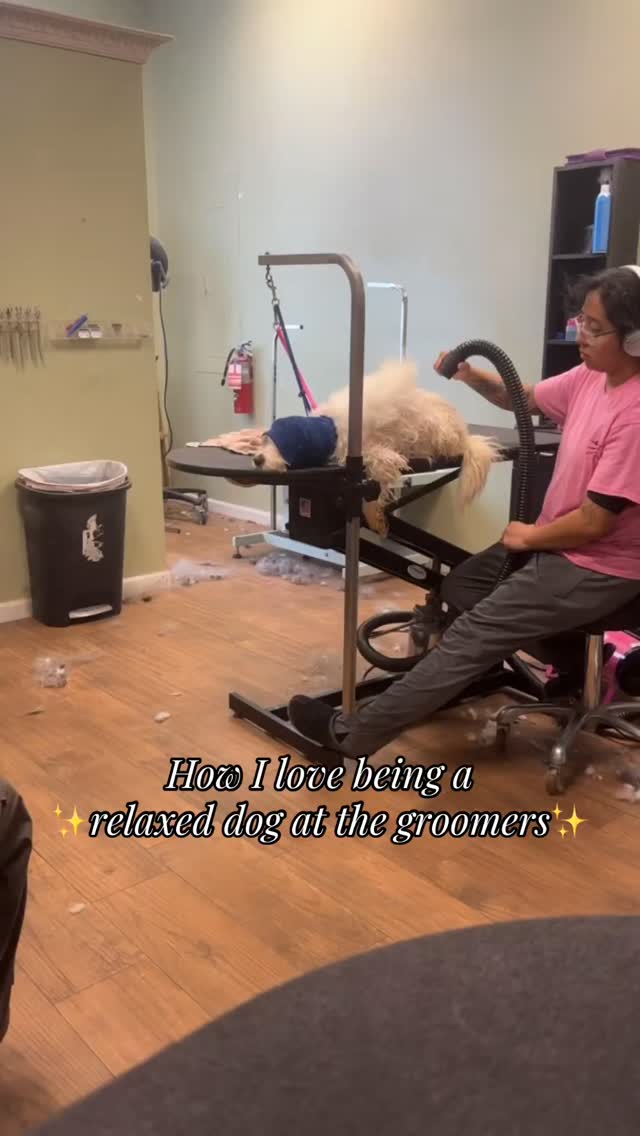 “Why does my dogs groom take so long”
She’s trying to nap…duh 🤣
.
More realistically: your dog sets the pace, not the groomer.
If your pup needs a minute to lay down, we let them, and work on the spots we can still access.
When working with live animals that don’t speak the same language we do, cooperation and collaboration can look a little different.
Every pet is different.
Some dogs do best with a quicker groom so they can get in and out, while others need us to slow down and take our time.
Dogs are incredibly receptive to our energy. If a dog is nervous or anxious, they need a calm, relaxed groomer to help balance that energy and make the experience as comfortable as possible. 🐾