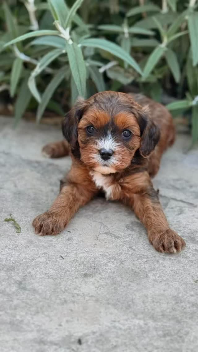 Spring is almost here, and we have two sweet Cavapoos looking for their forever homes just in time for the season.
One sable female and one black tri male are available. Both are affectionate, playful, and already showing the gentle, people-loving temperament Cavapoos are known for. They’re the kind of companions who will happily join you for a walk, curl up nearby while you work, or soak up the sunshine in the yard.
Ready to go home in time to celebrate spring and start their next chapter with a family of their own.
Send us a message if you’d like more information about these two.
.
.
.
#cavapoo #springisspringing #tinkerpups #joyofspring #tinkerpups