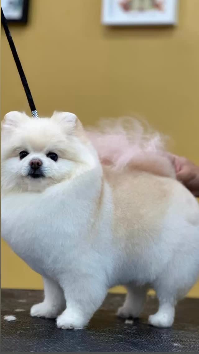 Elegancia, dedicación y atención a cada detalle… ✨🐾
En Studio Grooming cada mascota recibe un cuidado especial, porque entendemos que no es solo un servicio, es una experiencia pensada para su bienestar y belleza.
Cortes impecables, productos de calidad y manos expertas que aman lo que hacen.
Y esto es solo el comienzo… hay mucho más esperándote en Studio Grooming.