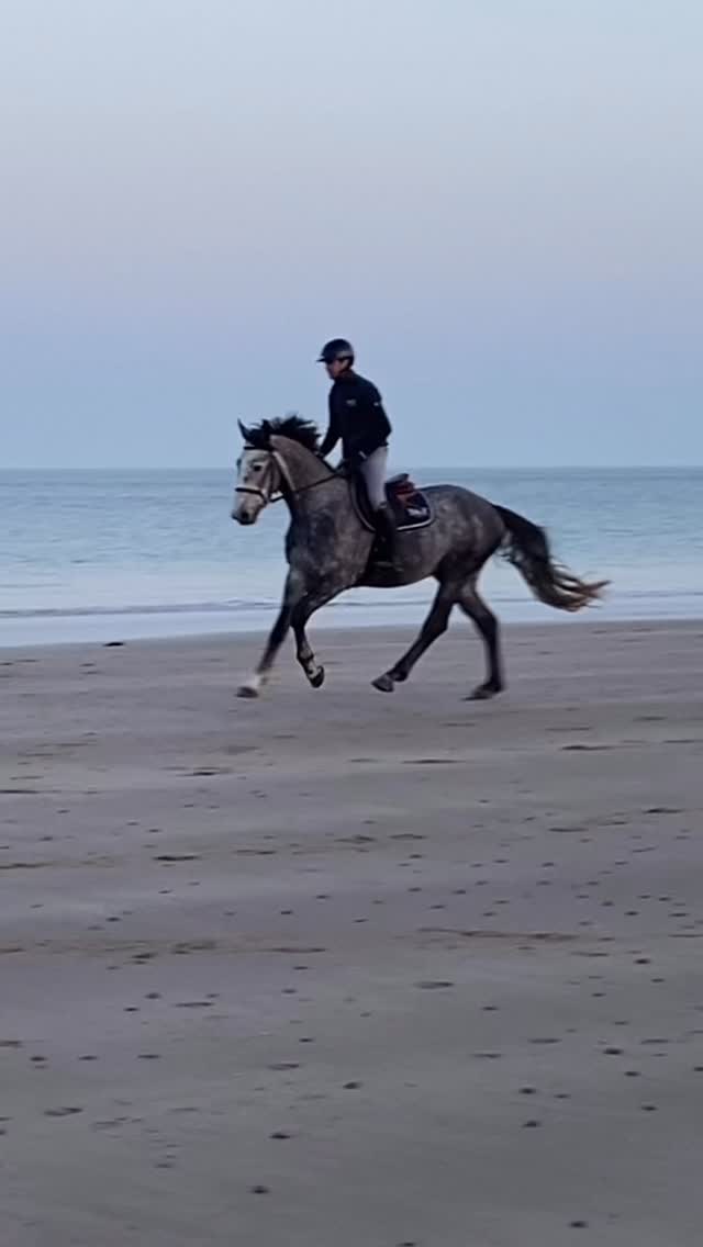 ✨ MADONE DU THOT ✨
(Mylord Carthago x Kannan) - 1/2 frère de Caracole de la Roque 🔥
Disponible en IAF / IART / IAC pour vos juments cette saison 🤩
——————-
✨ MADONE DU THOT ✨
(Mylord Carthago x Kannan) – 1/2 brother to Caracole de la Roque 🔥
Available in fresh semen and frozen semen for your mares this season 🤩