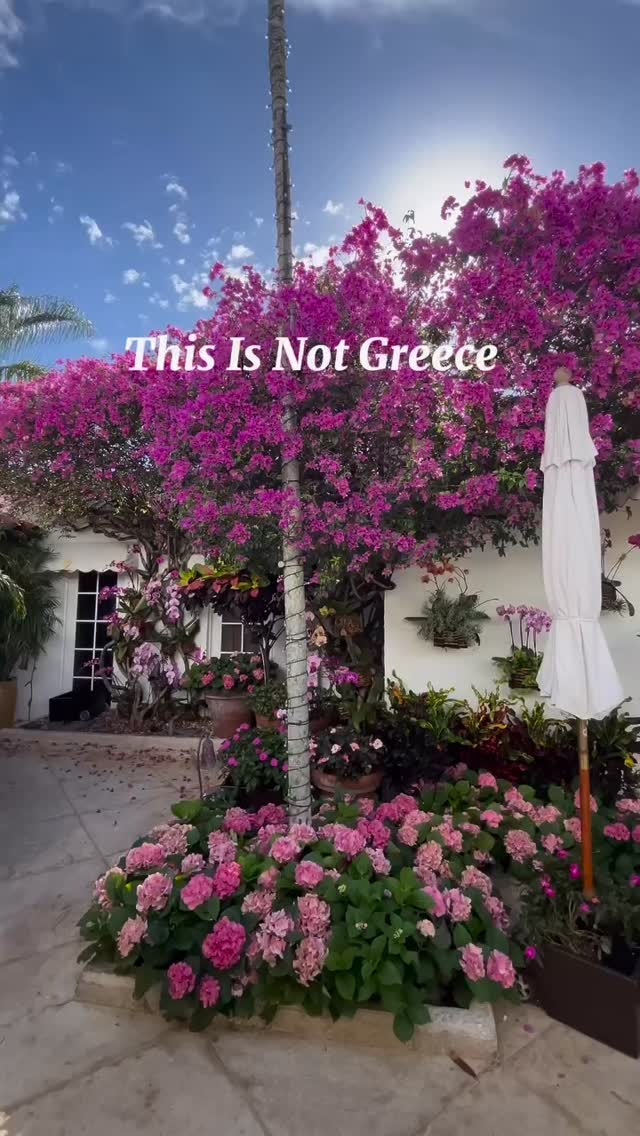Palm Beach Island is the most European and charming place in Florida💖
#lovethepalmbeaches @palmbeachesfl @worthavenuepalmbeach
Remix @activitymonster