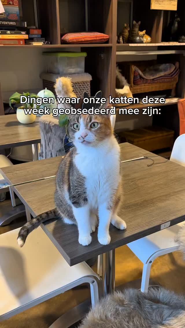 Onze katten hebben hun eigen prioriteiten… en ja, @renskenaturalpetfood staat weer in de top 5. Je kunt deze snacks bij ons in het café kopen voor je eigen kat.
#kattencafe #kattenliefde #renske #cats #fypnl
