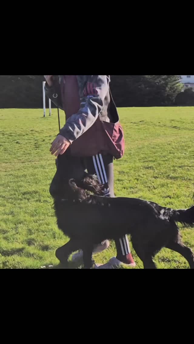 Behind this small business is a woman who took a leap… and a dog who changed everything. 🐾
Monty came into my life as my best friend, but he also became the reason I started learning, growing, and eventually building a business around dog training and behaviour.
He pushed me to understand dogs better, to keep learning, and to turn something I love into something that helps other dogs and their humans too.
This #International Women’s Day, I’m proud to be a female small business owner… but even more grateful for the dog who started it all. 🤍🐶.
#dogtraining #internationalwomensday #womensupportingwomen #womenempowerment