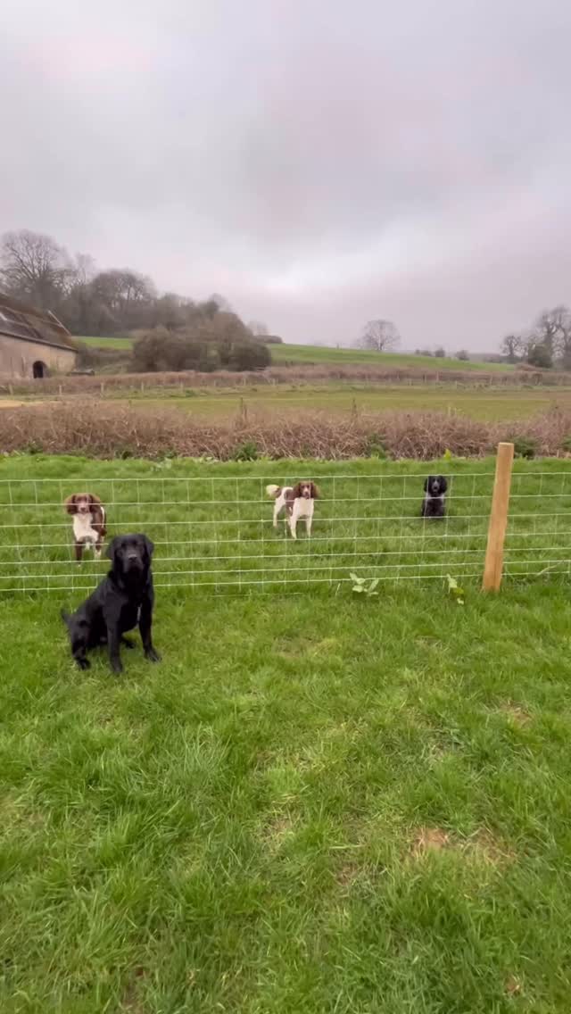 There’s a reason they’re called Springers! 🐾🚀
(And a token Labrador thrown in for good measure, whose only springing is like a kangaroo on his back legs 🦘to come and greet you!)
Remind me again, how many dogs is considered too many?? 👀
#lowerhousefarmwales #springerspaniels #