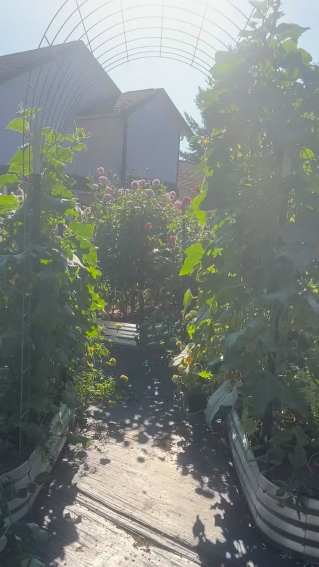 Clocks changed this weekend which means bloom season is getting closer!
Longer days. Warmer sunshine. Rows full of flowers. 🌸☀️
Just 12 days until spring and 105 days until summer, and soon this side of the yard will be bursting with blooms again. 😍
This year we’re expanding with a second greenhouse and even more beds, and I can’t wait to watch the garden come to life.
If you want some of these blooms in your own garden this summer, dahlia tubers are available on my website.
Check out the link in my profile → pupsnblooms.com/dahlia-tubers
#dahliatubersforsale #dahlias #flowerfarm #dahlia #cutflowergarden