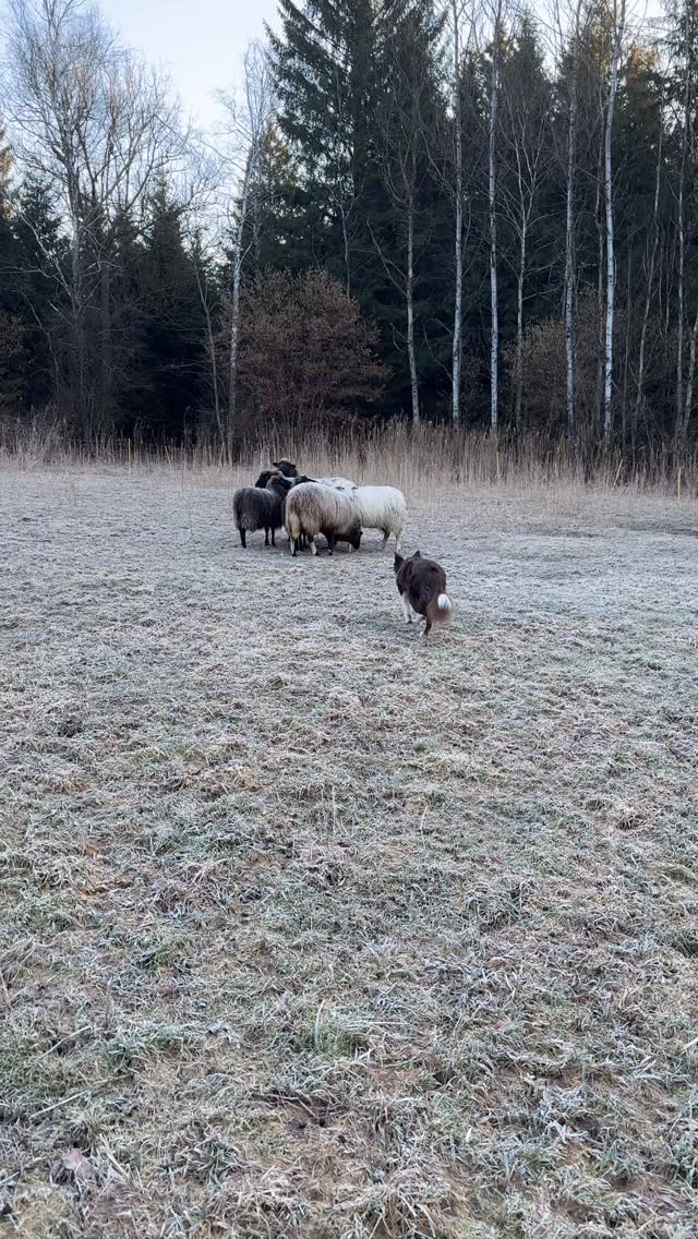 Richtungskommandos aus dem Wegtreiben auf Distanz fällt Fina noch sehr schwer 🤌🏼
Ihre präferierte Richtungstendenz geht immer Richtung Köpfe. Macht auch Sinn, außer ich möchte die Schafe NICHT bei mir haben.
Das Video ist von vor 2 Wochen :)
#wegtreiben
#waldschafe
#skudden
