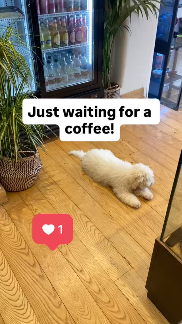 #dogfriends #coffee #matcha #petfriendly #coffeeshop