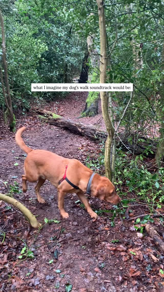 the most gentle meander ever 😭
#labradorretriever #labsofinstagram #norwichbusiness
