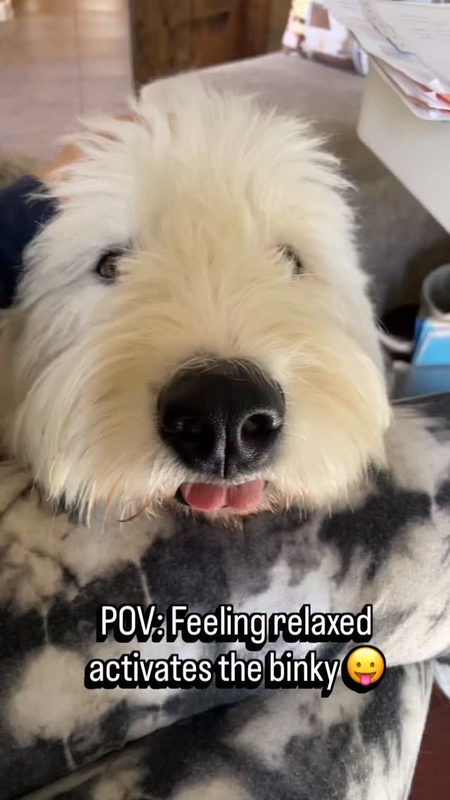Her emotional support tongue 😛
#oldenglishsheepdogs #oes #binky #emotionalsupport