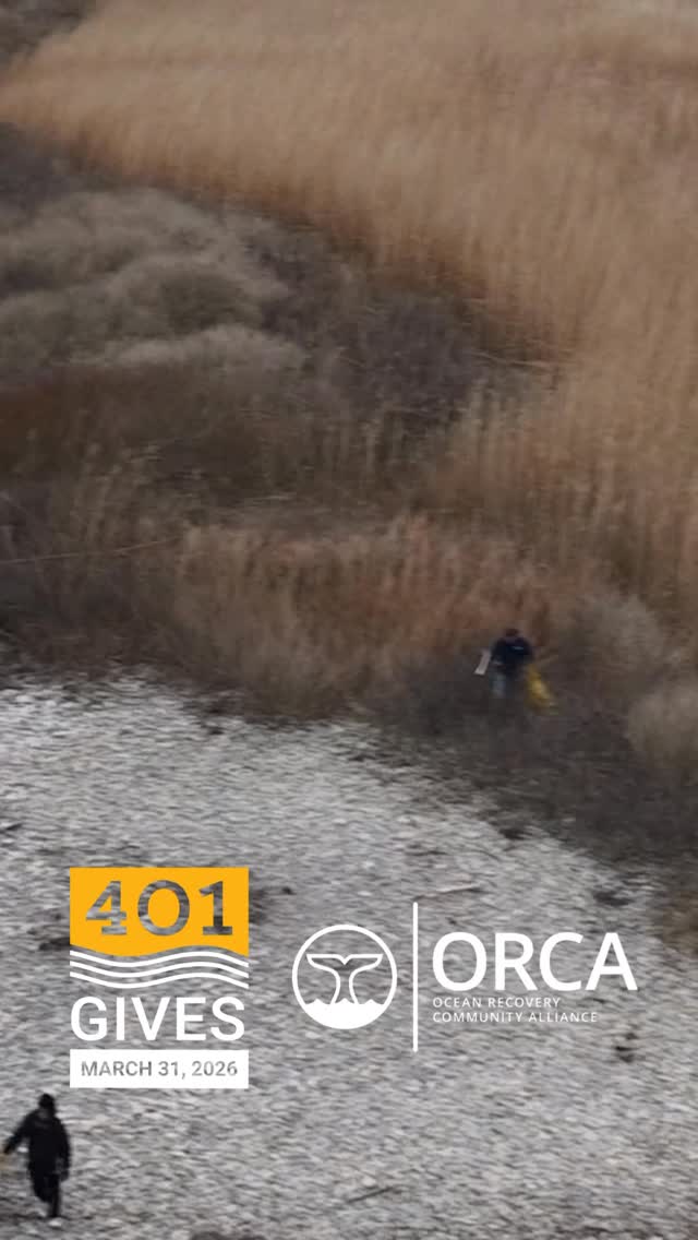 ORCA is proud to be part of 401Gives for the second year in a row, Rhode Island’s largest day of giving. This statewide movement brings communities together to support the nonprofits working every day to make a difference.
Your support helps ORCA organize coastal cleanups, empower volunteers, and keep our shorelines healthy for people and wildlife alike.
On March 31, every donation, big or small, helps fuel real impact along our coast.
Mark your calendar and join us in giving back to the ocean that gives us so much.
Donate and learn more through the link in our bio.
#401Gives #OceanRecoveryCommunityAlliance #BeachCleanup #OceanConservation #RhodeIsland