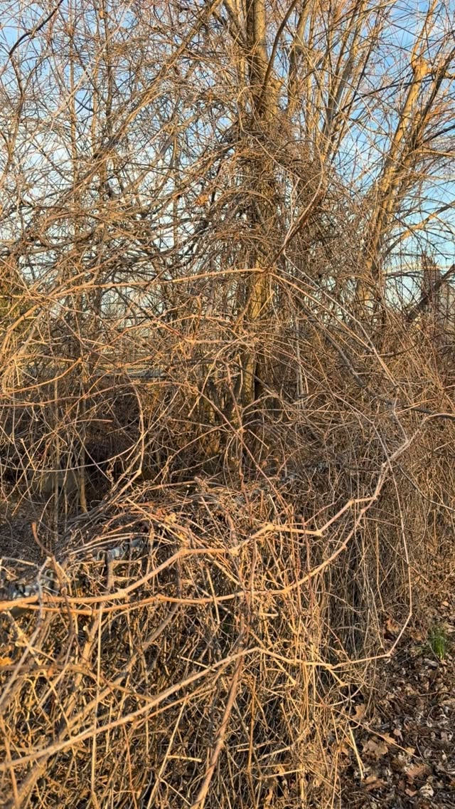 Retention pond clearing in Avon Grove #willspropertymaintenance #wpm #treeandlawncare #lawncare #chestercounty