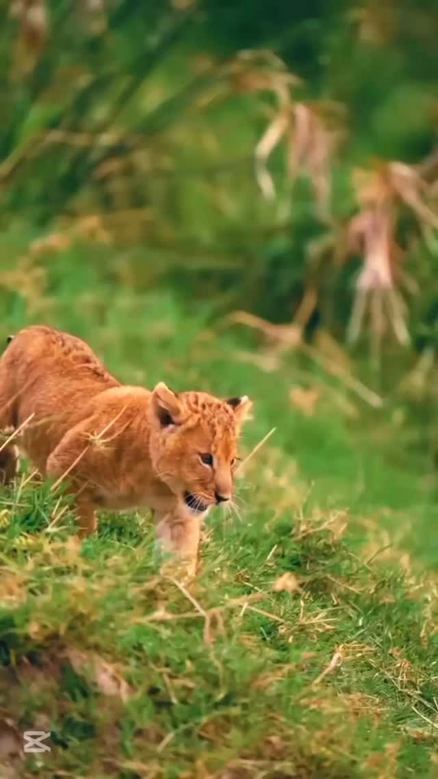 “Serengeti Shall Never Die” 🦁
A mother’s love, the future of the wild, and the true spirit of Serengeti National Park.
Moments like this remind us why Africa’s wilderness must be protected forever.
Travel with Gnade Safaris
📧 info@gnadesafaris.com
📱 WhatsApp: +255793832959
#Serengeti #Lion #WildlifeSafari #TanzaniaSafari #AfricanWildlife GnadeSafaris