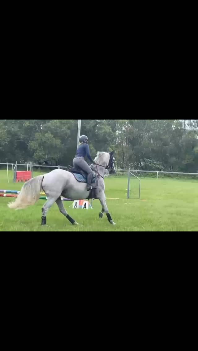 Fantastic lesson with David Finch on the weekend at Waterford. Cushavon Pippa by Finch Farm Calgary from Cushavon Dolly (Conqueror King)