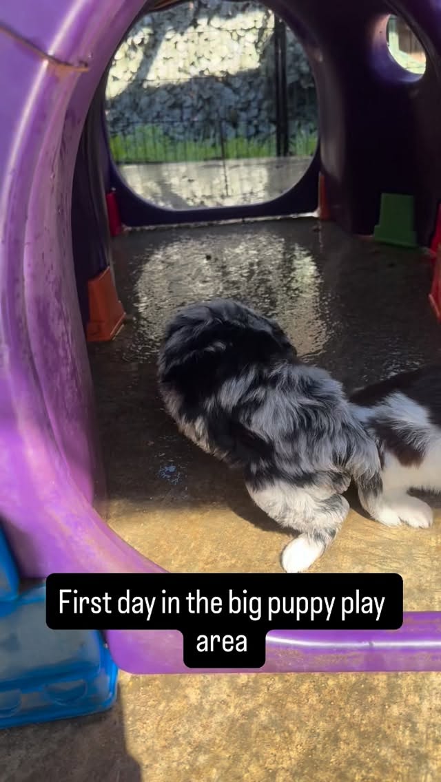 Thor and Loki and growing up so fast. This is where we start the pre potty training 🐶❤️ #toyaussiesofinstagram #toyaussiedoodlesofinstagram