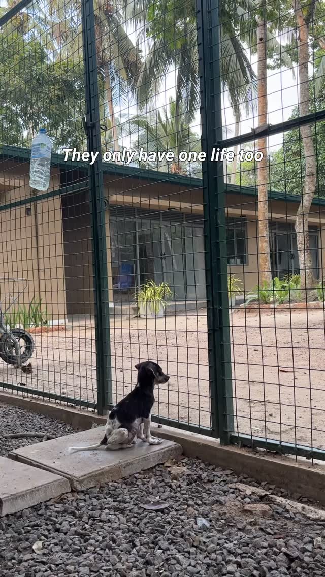 At our shelter, we believe that every life has value. These animals are not broken or forgotten; they are simply waiting for a second chance. With care, patience, and compassion, they can heal, trust again, and become loyal companions.
If adoption is not possible for you, you can still help. Your donation helps provide food, medical care, and shelter for animals who have nowhere else to go. Every contribution, no matter how small, makes a difference.
Open your heart. Adopt, support, and give them the future they deserve.
Because they deserve a life that’s worth living too. 🐾#adoptdontshop #srilanka #adoption #doglover #animalrescue