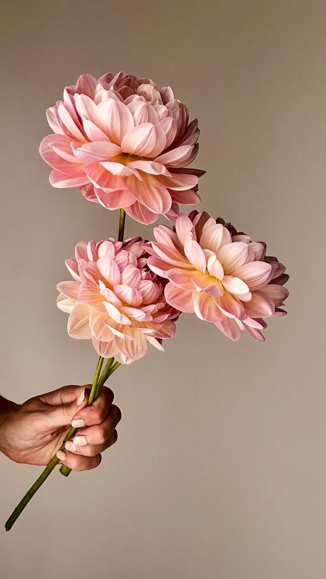 Hapet old charm 🥰 som vi ser fram emot att se dig i odlingen i sommar igen!
#storiesandcreations #unicorndahlia #dahliadesire #dahlia #dahliasofinstagram