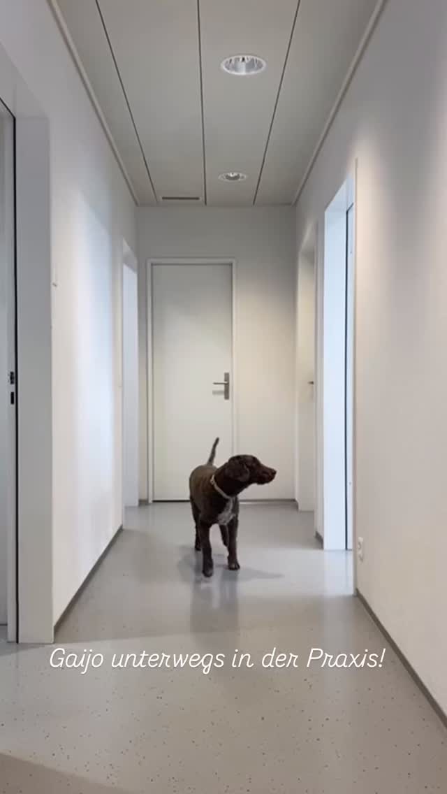 Gaijo erkundet die Praxis 😄…
@tierarztpraxis_rothenburg #praxisluzern #tierarztpraxis #sprechstunde #apotheke #hundeluzern