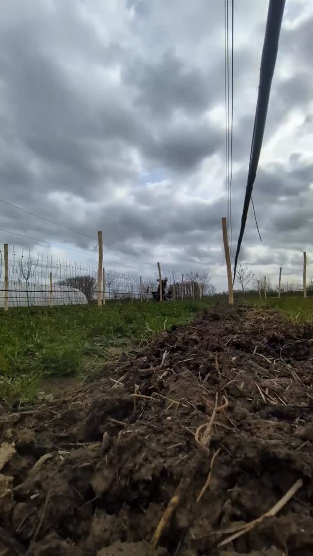 #smallfarm #rasberrys #organicfarm