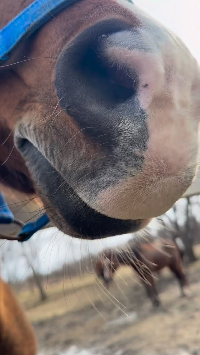 誰の鼻第2弾👃
いつも鼻芸や変顔の撮影にお世話になってるあの方、、
#珠洲ホースパーク #引退競走馬 #馬の鼻 #能登 #馬が好き